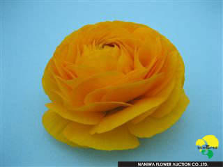 Ranunculus M-Gold.jpg